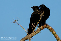 Amerian Crows