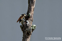 Florida Bee-Killer (Mallophora bomboides)
