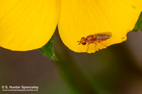 Lauxaniidae Fly (Poecilominettia valida)