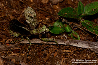 Grizzled Mantis (Gonatista grisea)