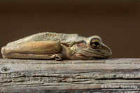 Cuban Tree Frog