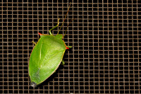 Spined Green Stink Bug (Loxa flavicollis)