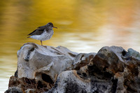 Sandpipers (Scolopacidae)