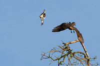 Cooper's Hawk & Northern Mockingbird