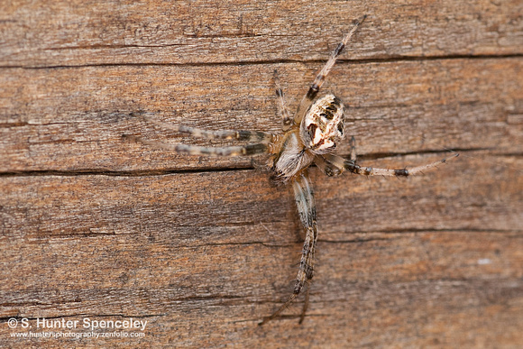 Spider (taken in PA)