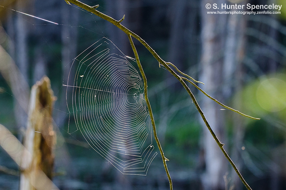 Spider web (taken in PA)