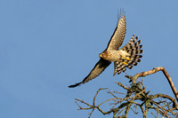 Hawks, Kites & Eagles (Accipitridae)