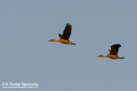 Fulvous Whistiling Ducks