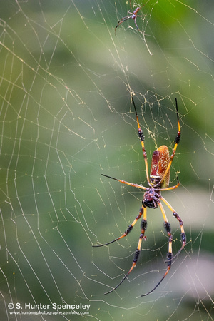 Golden Silk Spiders