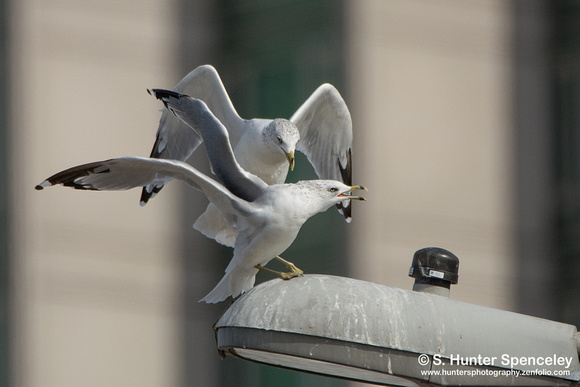 Ring-billed Gulls taken in NYC