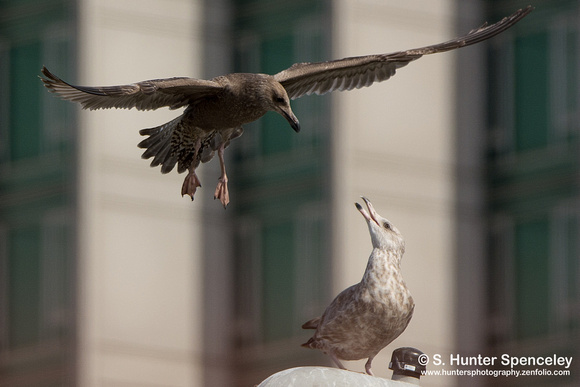 Herring Gull & Ring-billed Gull taken in NYC