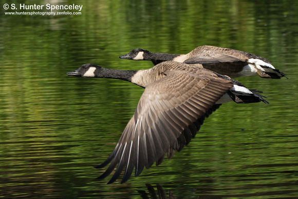 Canada Geese taken in NY