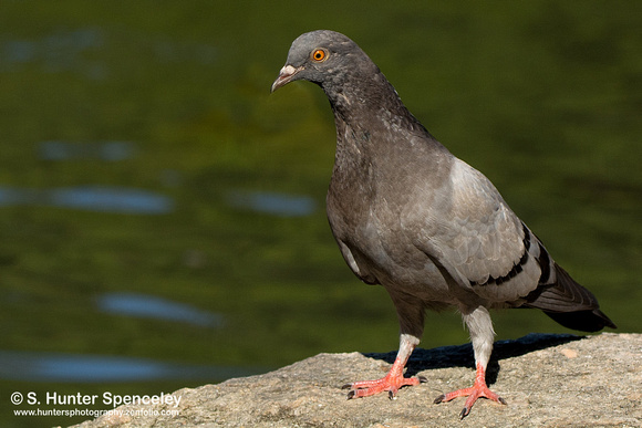 Rock Pigeon taken in NY