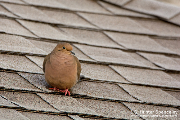 Mourning Dove on a frosty roof
