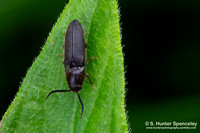 Click Beetle (Limonius quercinus)