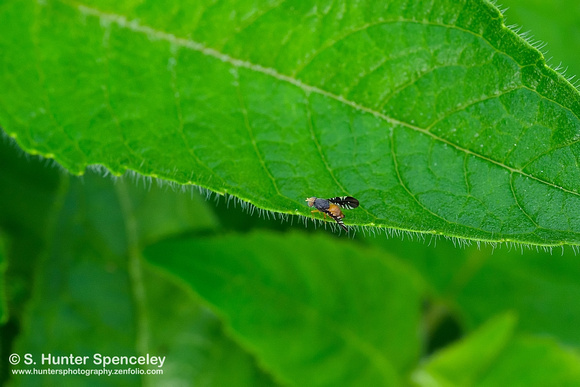 Fruit Fly (Xanthaciura)