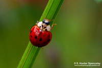 Asian Lady Beetle (Harmonia axyridis)
