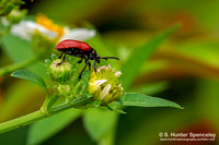 Air Potato Leaf Beetle (Lilioceris cheni)