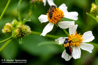 Wedge-shaped Beetle & Poey's Furrow Bee