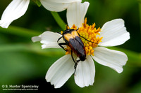 Wedge-shaped Beetle (Macrosiagon flavipennis)
