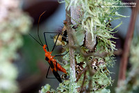 True Bugs, Cicadas, Hoppers, Aphids and Allies (Hemiptera)