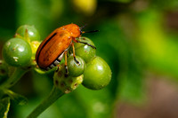 Anomoea Beetle