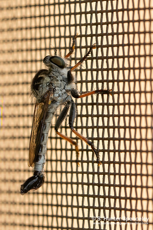 Robber Fly (Efferia tabescens)
