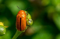 Anomoea Beetle