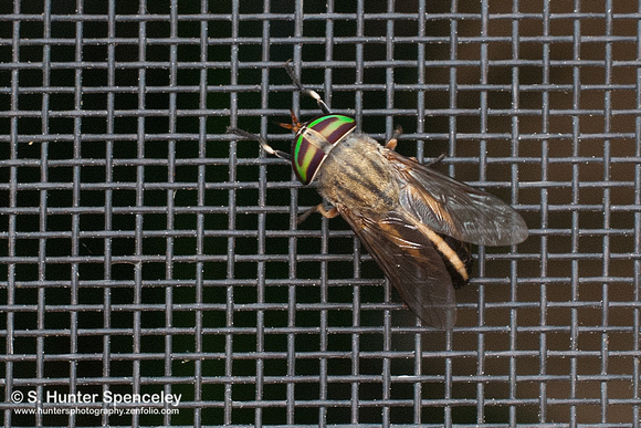 Horse Fly (Tabanus lineola)