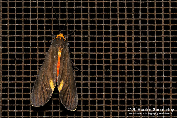 Black-winged Dahana Moth (Dahana atripennis