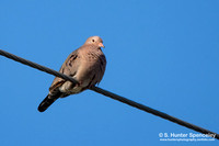 Doves & Pigeons (Columbidae)