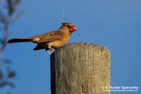 Cardinals, Grosbeaks & Buntings (Cardinalidae)