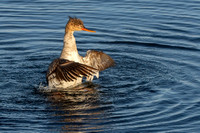 Ducks, Geese, Swans (Anatidae)