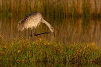 Cranes (Gruidae)
