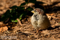 House Sparrow taken in NY