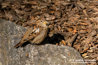 House Sparrow taken in NY