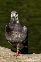 Rock Pigeon taken in NY