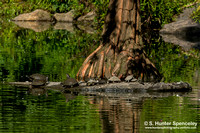 Turtles taken in Central Park NY