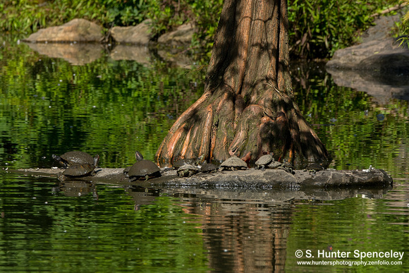 Turtles taken in Central Park NY