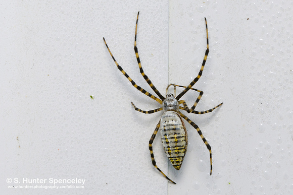 Banded Garden Spider (Argiope trifasciata)