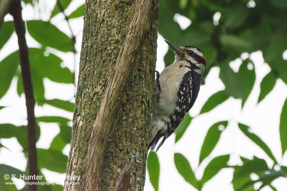 Hairy Woodpecker (taken in NY)