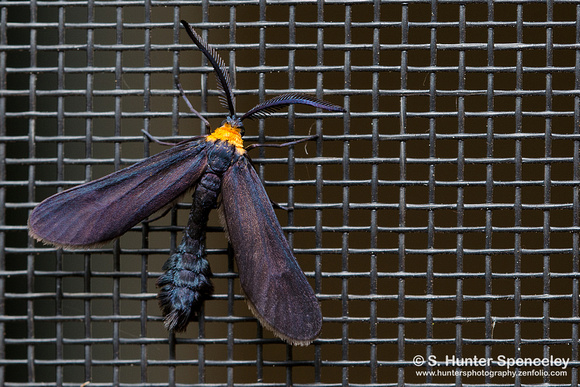 Grapeleaf Skeletonizer Moth (Harrisina americana