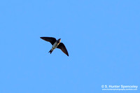 Martins & Swallows (Hirundinidae)