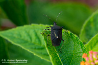 Black Stink Bug