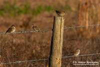Savannahs & Grasshopper Sparrows