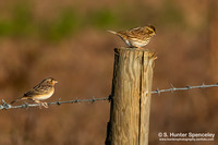 Grasshopper & Savannah Sparrows