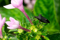 Black Stink Bug