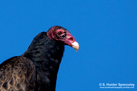 Vultures (Cathartidae)