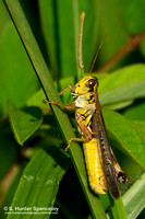 Bird Grasshopper & caterpillar