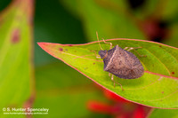 Stink Bug (Euschistus obscurus)